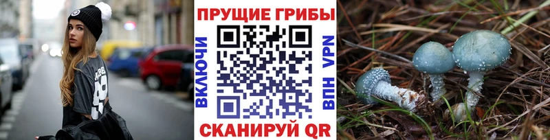 как найти закладки Пушкино Псилоцибиновые грибы GOLDEN TEACHER